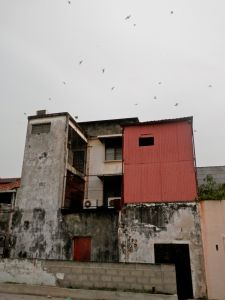 An urban ‘swiftlet farm’ in George Town, Penang