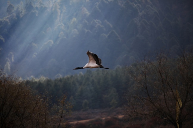 The black-necked crane. Source: www.projectbiwan.com.